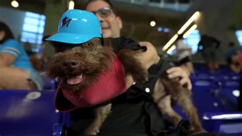 Bark at the Park lets dog owners bring their fur babies to catch Marlins games at loanDepot Park